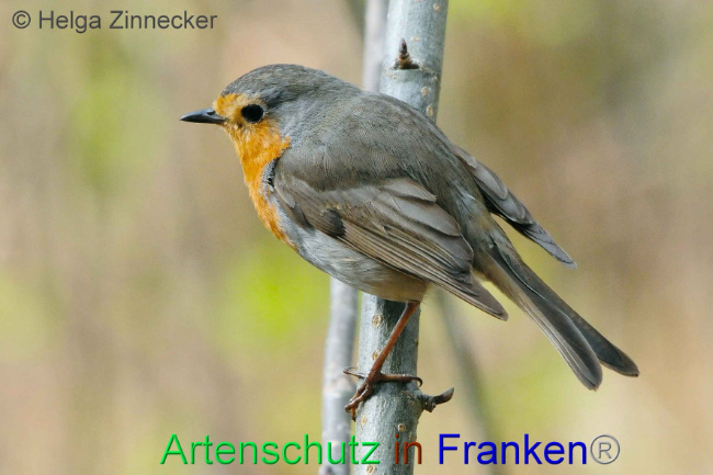 © Artenschutz in Franken® Helga Zinnecker Bild zum Eintrag (1006219-160)
