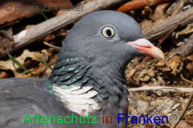 © Artenschutz in Franken® Helga Zinnecker Bild zum Eintrag (1006221-160)