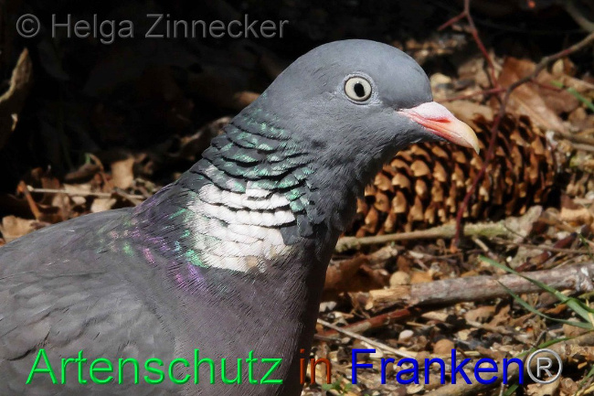 © Artenschutz in Franken® Helga Zinnecker Bild zum Eintrag (1006222-160)