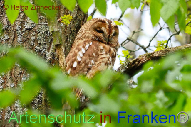 © Artenschutz in Franken® Helga Zinnecker Bild zum Eintrag (1006310-160)