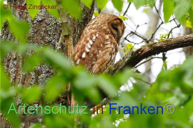 © Artenschutz in Franken® Helga Zinnecker Bild zum Eintrag (1006311-160)