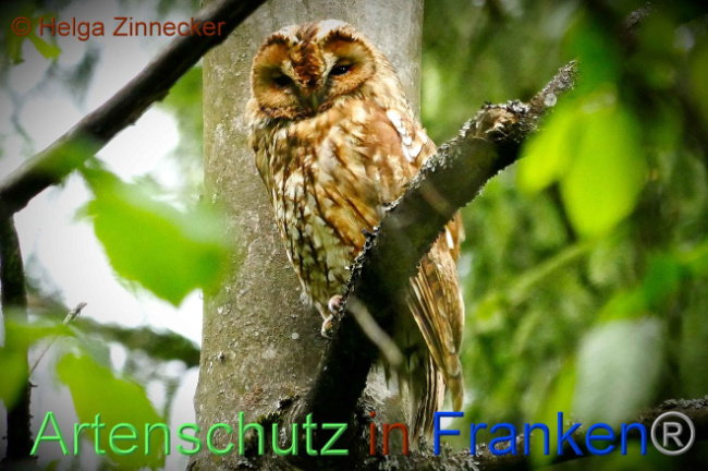 © Artenschutz in Franken® Helga Zinnecker Bild zum Eintrag (1006313-160)