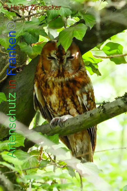 © Artenschutz in Franken® Helga Zinnecker Bild zum Eintrag (1006314-160)