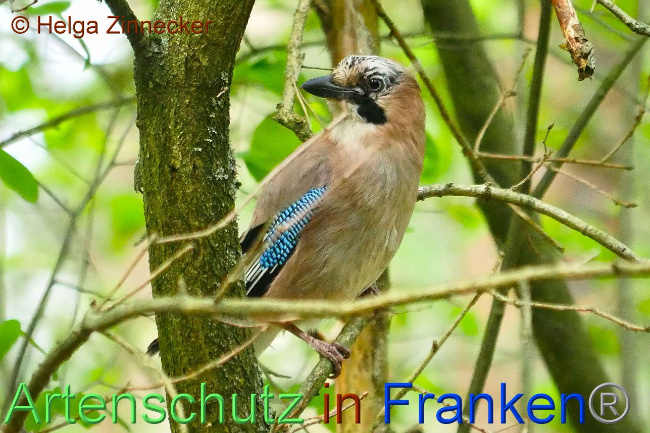 © Artenschutz in Franken® Helga Zinnecker Bild zum Eintrag (1006329-160)