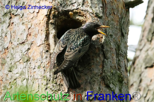 © Artenschutz in Franken® Helga Zinnecker Bild zum Eintrag (1006362-160)