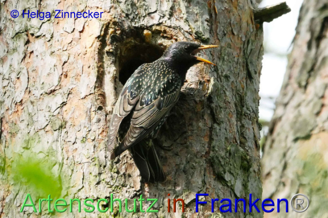 © Artenschutz in Franken® Helga Zinnecker Bild zum Eintrag (1006363-160)