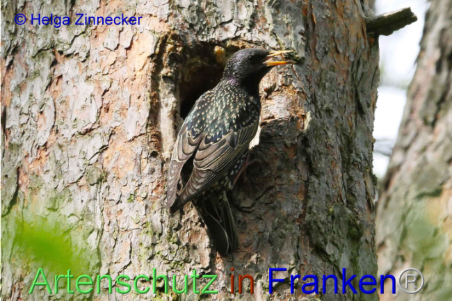 © Artenschutz in Franken® Helga Zinnecker Bild zum Eintrag (1006364-160)
