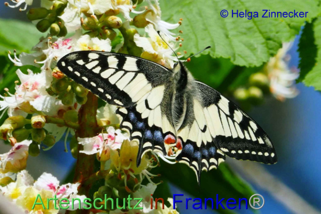 © Artenschutz in Franken® Helga Zinnecker Bild zum Eintrag (1006383-160)