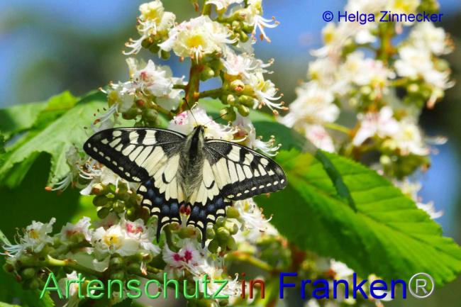 © Artenschutz in Franken® Helga Zinnecker Bild zum Eintrag (1006385-160)