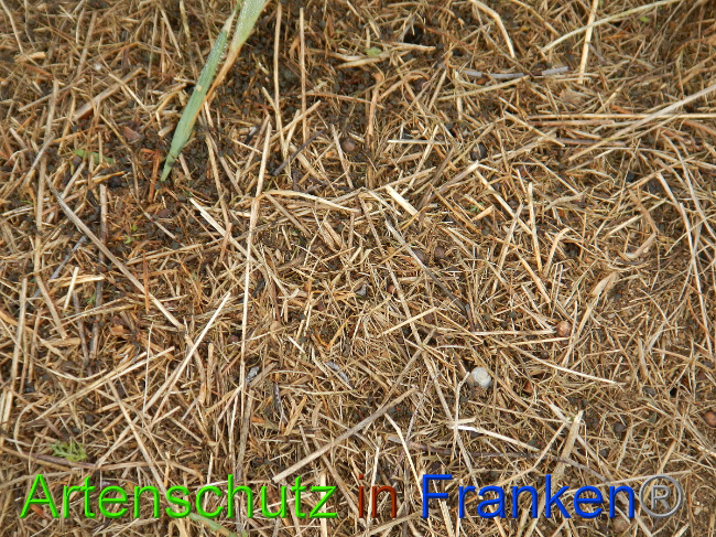 © Artenschutz in Franken® Bild zum Eintrag (1006428-160)