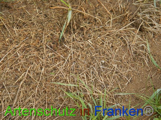 © Artenschutz in Franken® Bild zum Eintrag (1006429-160)