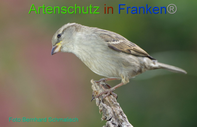© Artenschutz in Franken® Bild zum Eintrag (1006442-160)