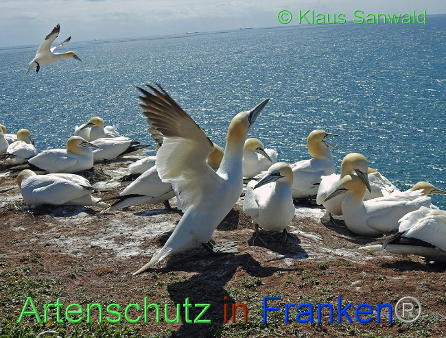 © Artenschutz in Franken® Klaus Sanwald Bild zum Eintrag (1006633-160)