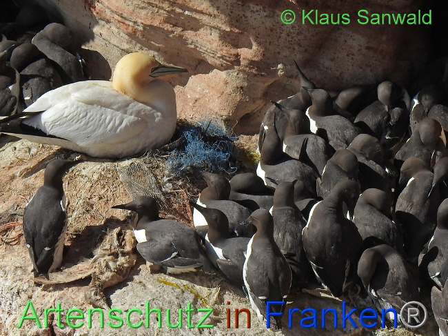© Artenschutz in Franken® Klaus Sanwald Bild zum Eintrag (1006635-160)