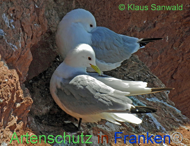 © Artenschutz in Franken® Klaus Sanwald Bild zum Eintrag (1006642-160)
