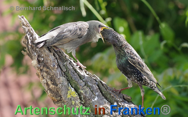 © Artenschutz in Franken® Bernhard Schmalisch Bild zum Eintrag (1006905-160)