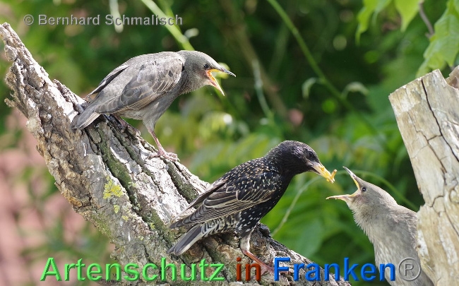 © Artenschutz in Franken® Bernhard Schmalisch Bild zum Eintrag (1006906-160)