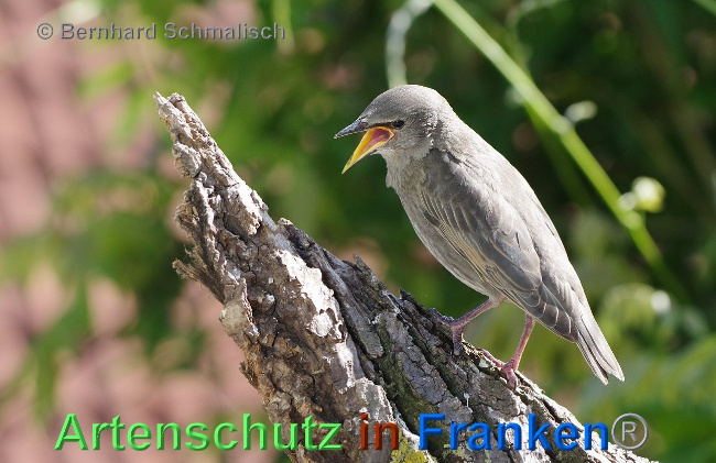 © Artenschutz in Franken® Bernhard Schmalisch Bild zum Eintrag (1006907-160)