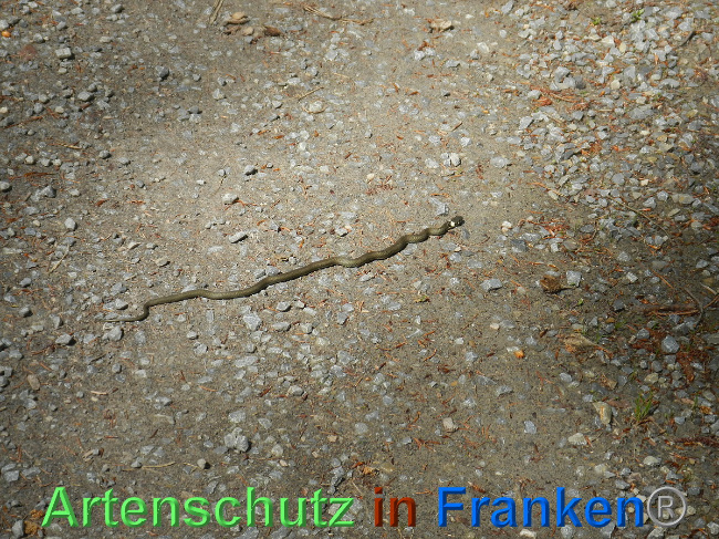 © Artenschutz in Franken® Bild zum Eintrag (1007003-160)