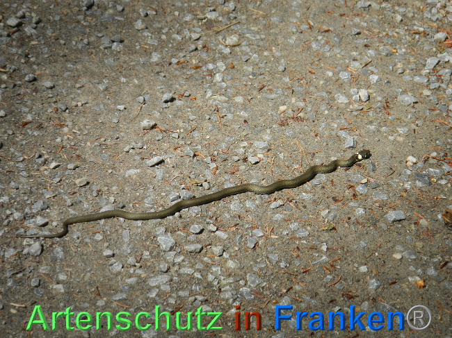 © Artenschutz in Franken® Bild zum Eintrag (1007006-160)