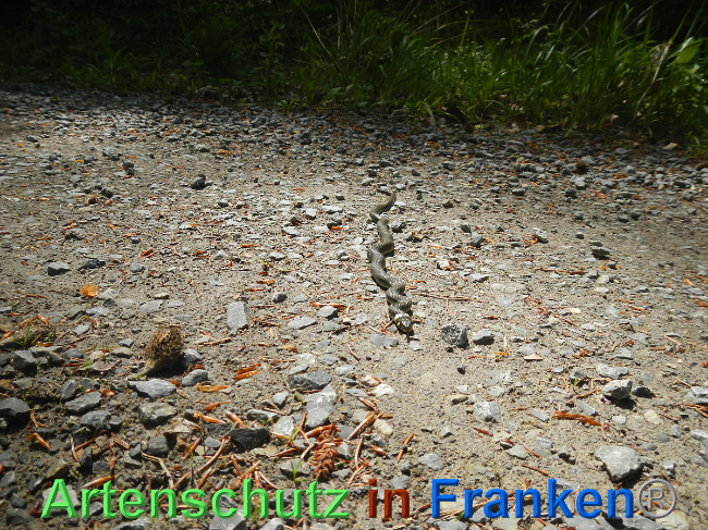 © Artenschutz in Franken® Bild zum Eintrag (1007008-160)