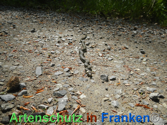 © Artenschutz in Franken® Bild zum Eintrag (1007015-160)