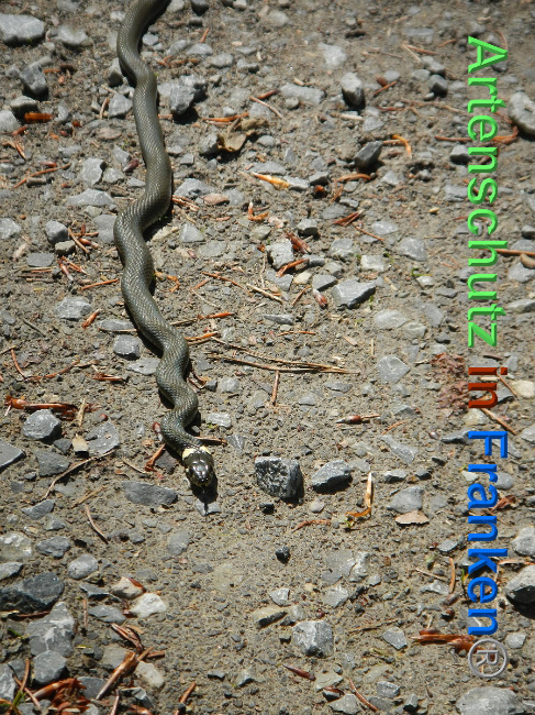 © Artenschutz in Franken® Bild zum Eintrag (1007017-160)