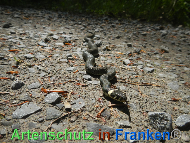 © Artenschutz in Franken® Bild zum Eintrag (1007030-160)