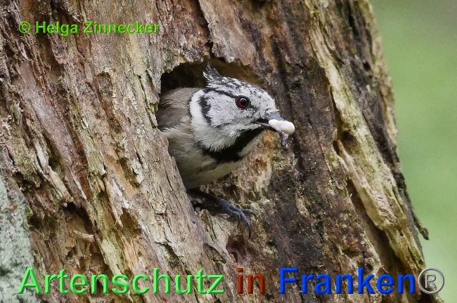 © Artenschutz in Franken® Helga Zinnecker Bild zum Eintrag (1007116-160)