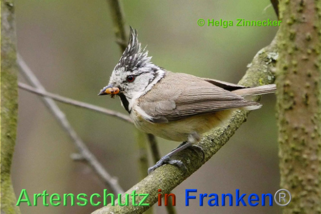 © Artenschutz in Franken® Helga Zinnecker Bild zum Eintrag (1007117-160)