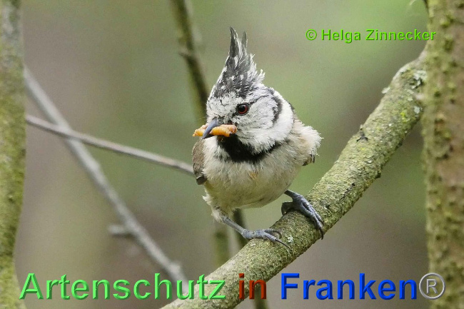© Artenschutz in Franken® Helga Zinnecker Bild zum Eintrag (1007118-160)