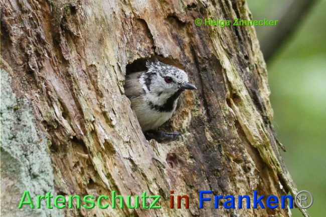 © Artenschutz in Franken® Helga Zinnecker Bild zum Eintrag (1007119-160)
