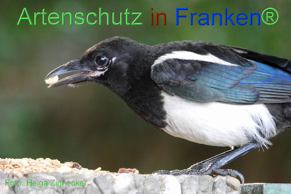 Copyright AiF - Helga Zinnecker Bild zum Eintrag (100714-160)
