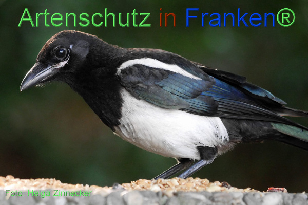 Copyright AiF - Helga Zinnecker Bild zum Eintrag (100715-160)