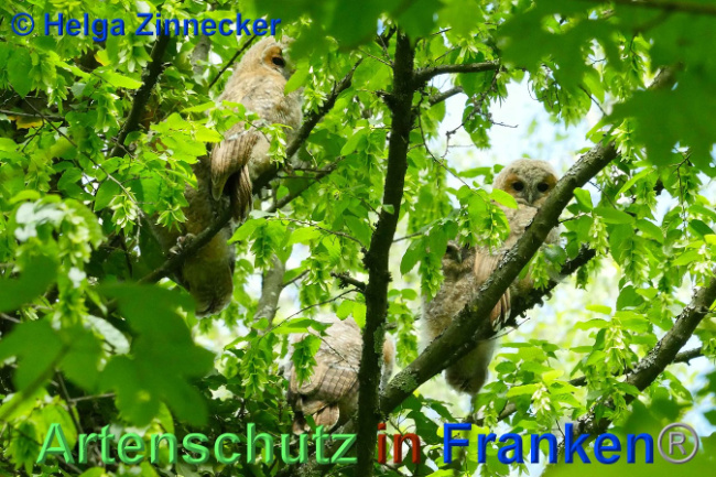 © Artenschutz in Franken® Helga Zinnecker Bild zum Eintrag (1007166-160)