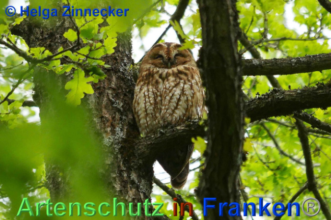 © Artenschutz in Franken® Helga Zinnecker Bild zum Eintrag (1007167-160)