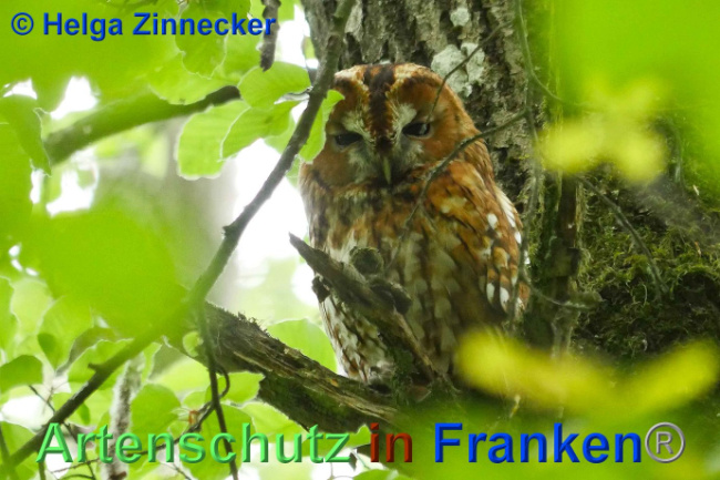 © Artenschutz in Franken® Helga Zinnecker Bild zum Eintrag (1007168-160)