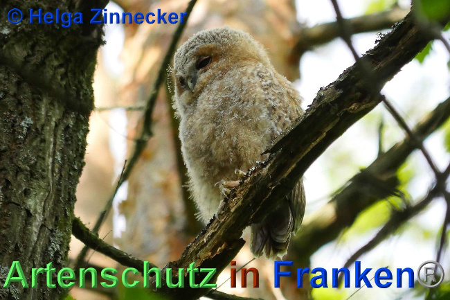 © Artenschutz in Franken® Helga Zinnecker Bild zum Eintrag (1007173-160)