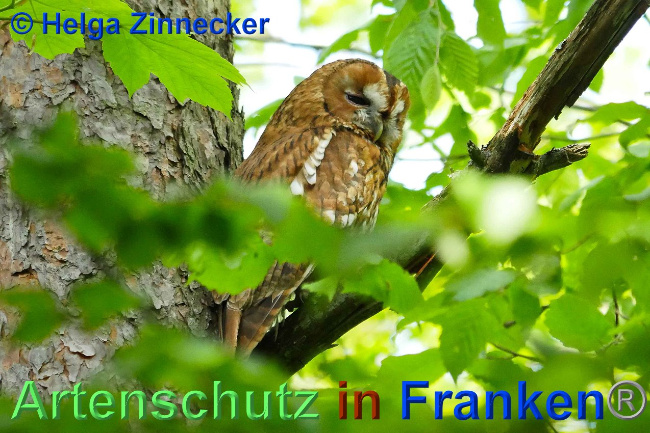 © Artenschutz in Franken® Helga Zinnecker Bild zum Eintrag (1007174-160)