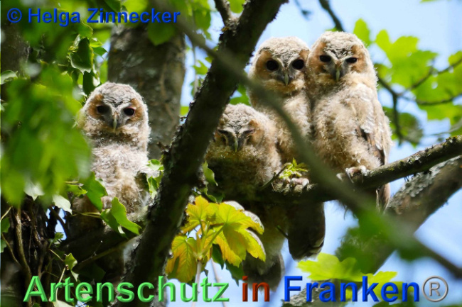 © Artenschutz in Franken® Helga Zinnecker Bild zum Eintrag (1007175-160)