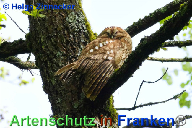 © Artenschutz in Franken® Helga Zinnecker Bild zum Eintrag (1007176-160)