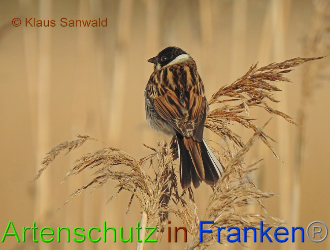 © Artenschutz in Franken® Klaus Sanwald Bild zum Eintrag (1007332-160)