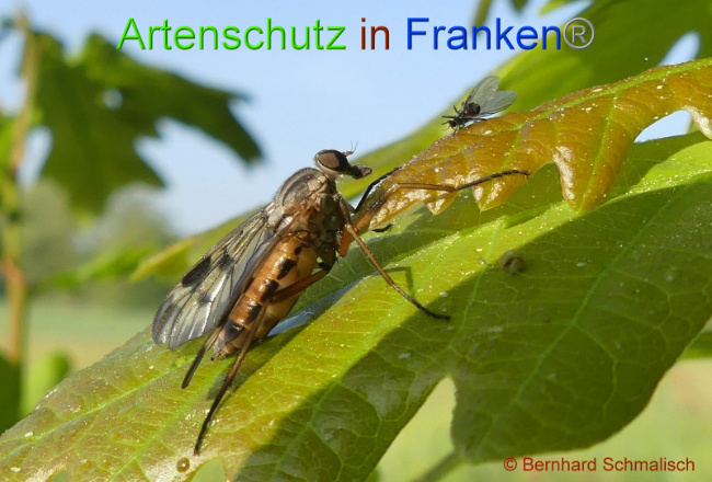 © Artenschutz in Franken® Bernhard Schmalisch Bild zum Eintrag (1007335-160)