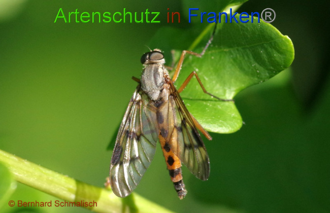 © Artenschutz in Franken® Bernhard Schmalisch Bild zum Eintrag (1007336-160)