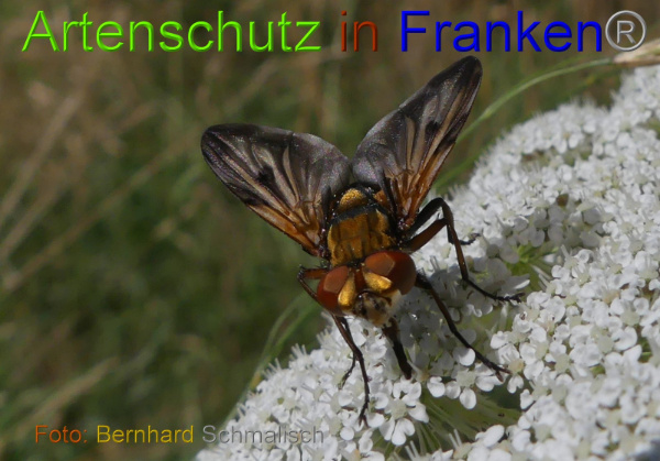 Copyright AiF Bernhard Schmalisch Bild zum Eintrag (100734-160)