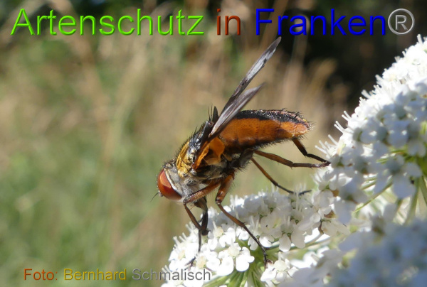 Copyright AiF Bernhard Schmalisch Bild zum Eintrag (100735-160)