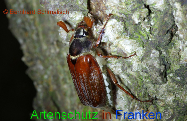 © Artenschutz in Franken® Bernhard Schmalisch Bild zum Eintrag (1007500-160)
