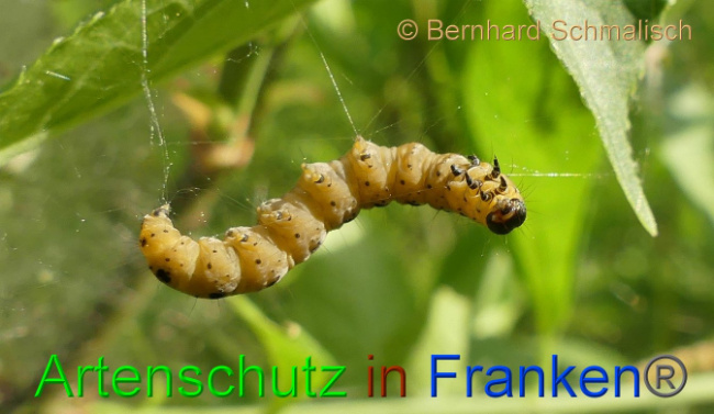 © Artenschutz in Franken® Bernhard Schmalisch Bild zum Eintrag (1007543-160)