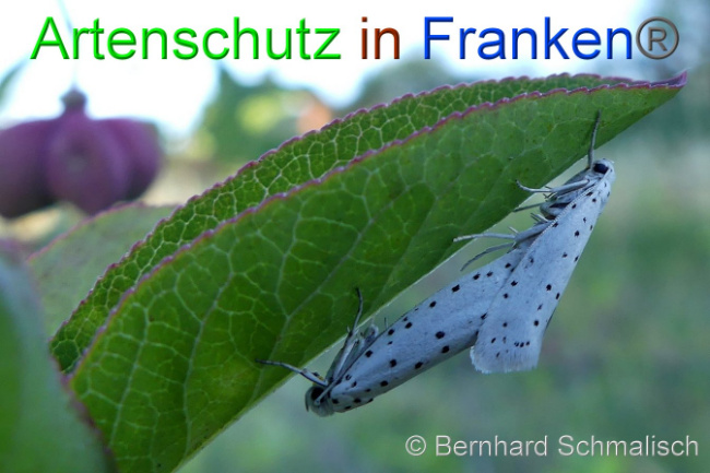 © Artenschutz in Franken® Bernhard Schmalisch Bild zum Eintrag (1007544-160)