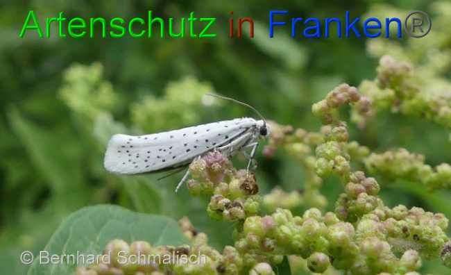 © Artenschutz in Franken® Bernhard Schmalisch Bild zum Eintrag (1007545-160)